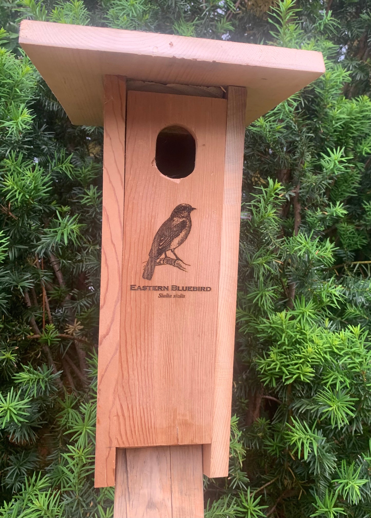 Bluebird House