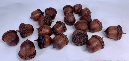 Black Walnut Acorns